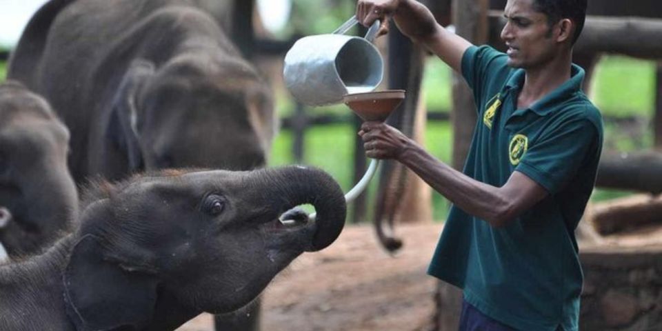 Udawalawe: Safari & Elephant Transit Home Visit With Lunch! - Safari Experience