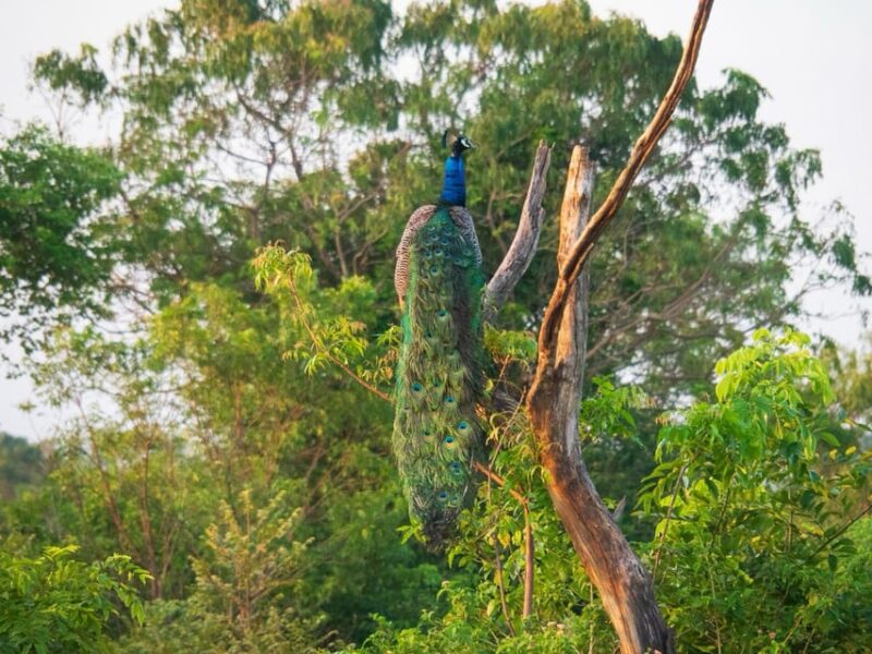 Udawalawe Safari | PRIVATE TOUR 🐘 - Wildlife Experience