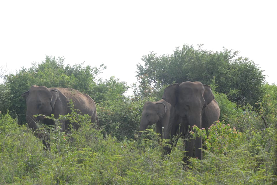 Udawalawe Safari With Vishal - Guide and Experience