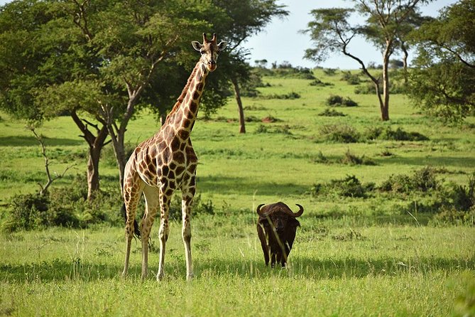 Uganda Gorillas and Game Safari - 10 Days - Chimpanzee Trekking in Kibale