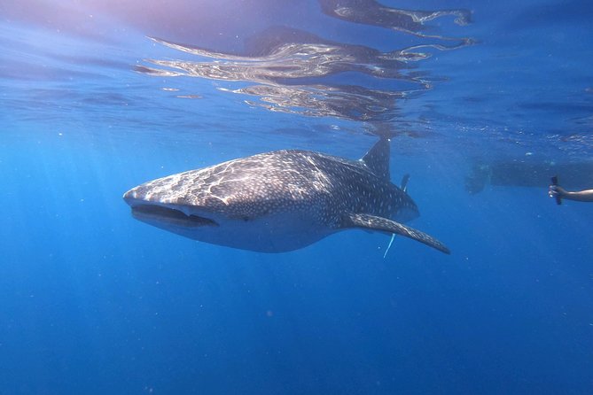 Ultimate Ocean Encounters Midday Snorkel - Snorkeling Adventure Highlights