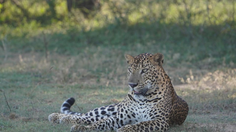 Unforgettable Full Day Kumana National Park Safari With Fun - Detailed Itinerary