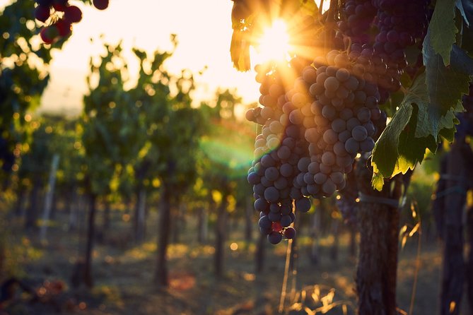 Verona Area: Wine Tasting Experience in Valpolicella - Exploring the Valpolicella Winery