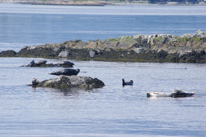 Victoria Shore Excursion: Whale-Watching Cruise With Expert Naturalist Guides - Tour Details