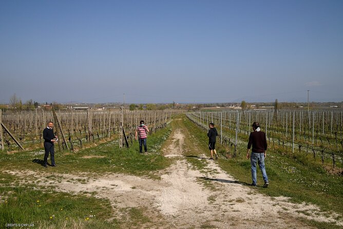 Vineyard Tour and Tasting of Lugana Wines - Accessibility and Requirements