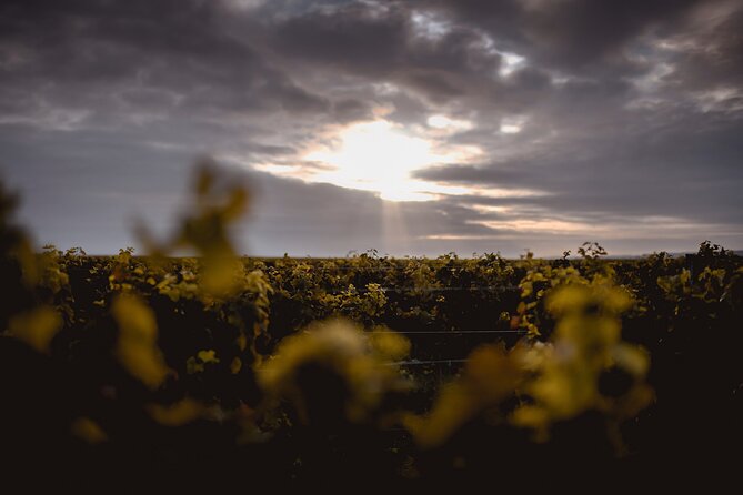 Vineyard Tour and Wine Tasting in Davron - Wine Tasting Highlights
