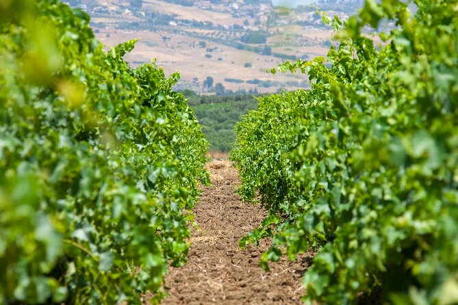 Visit and Private Tasting of EVO Oil and Organic Wine - Inclusions and Accessibility