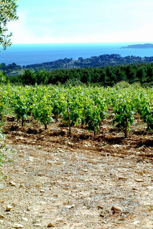 Visit to the Vineyard and Discovery of Bandol Wines - Experience and Itinerary