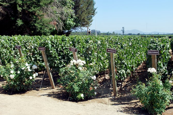 Viu Manent and Montes Alpha, Colchagua Valley From Santiago - Vineyard Visit Experiences