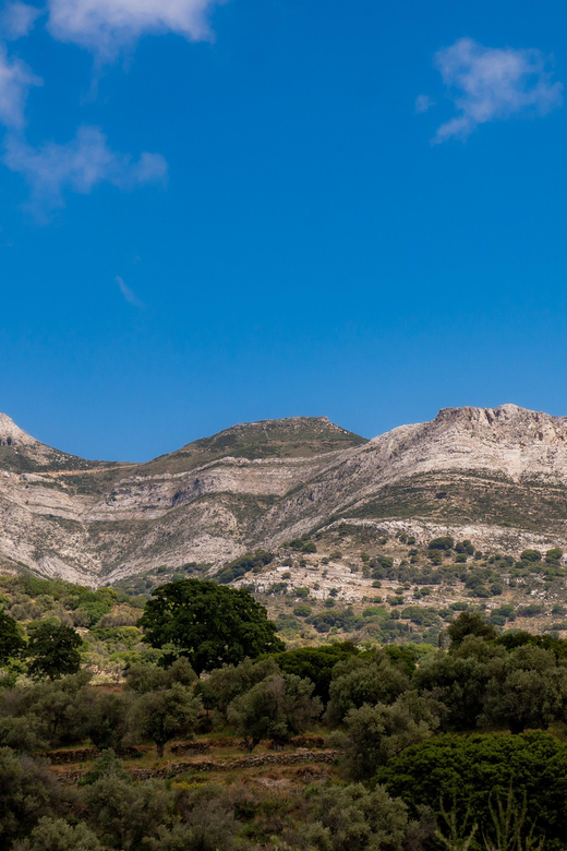 Walk Among the Olive Trees (Private Group Experience) - Booking Information