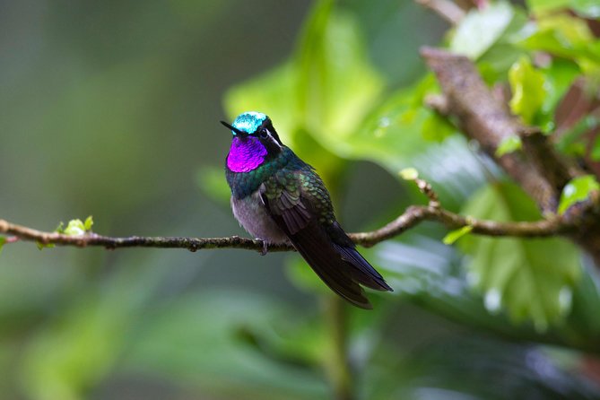 Walk in Monteverde Cloud Forest Plus Horseback Riding - Inclusions and Accessibility