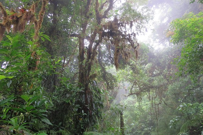 Walk in Monteverde Cloud Forest - Tour Logistics and Inclusions