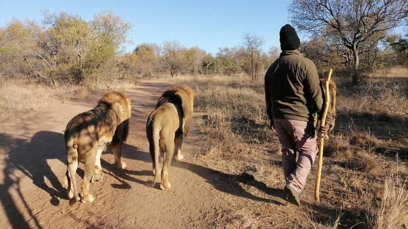 Walk With the LIONS - Convenient Pickup and Transportation