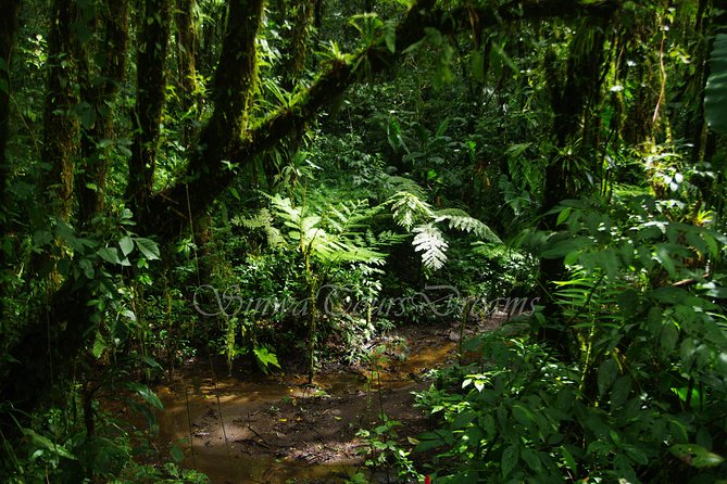 Walking Reserve Curi-Cancha - Abundant Wildlife