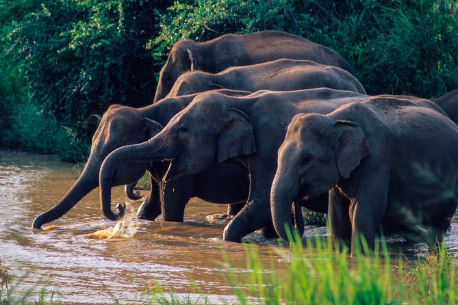 Wasgamuwa National Park Safari - Safari Details and Inclusions