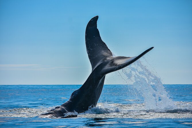 Whale and Dolphin Tour July -October 20 - Meeting and Pickup Information