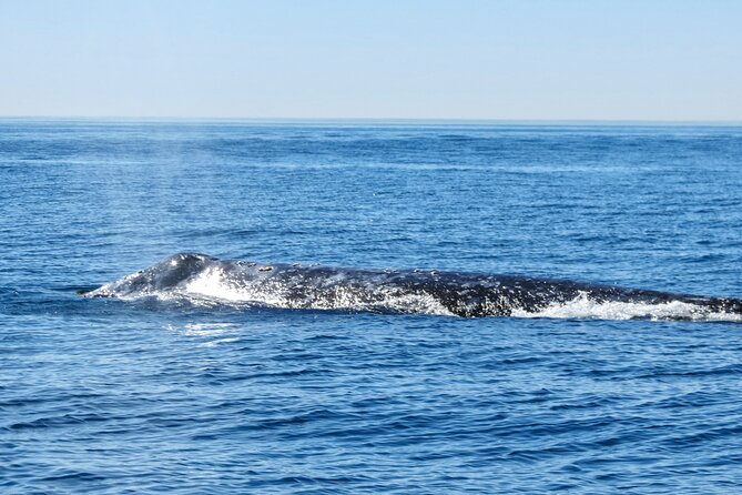 Whale and Dolphin Watching in San Diego - Booking and Cancellation Policies