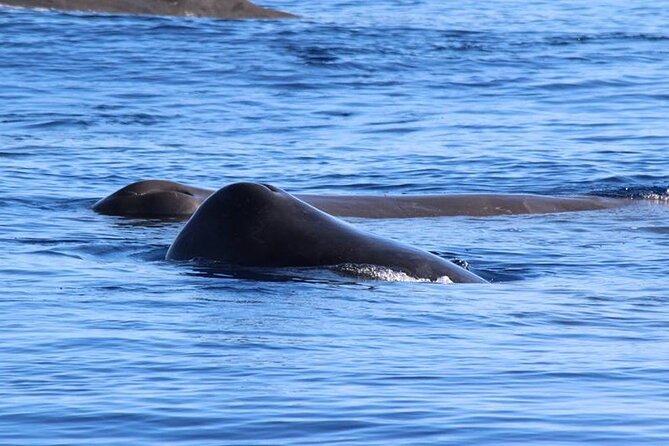 Whale and Dolphin Watching in Terceira Island Review - Meeting and Departure Information