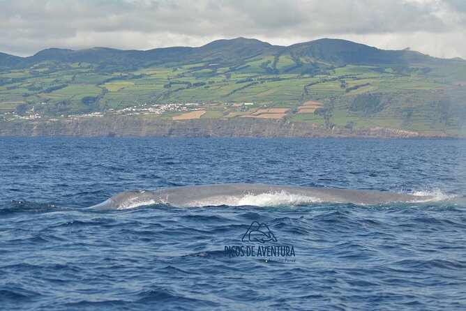 Whale Watching Activity in North Coast - Highlights of the Experience