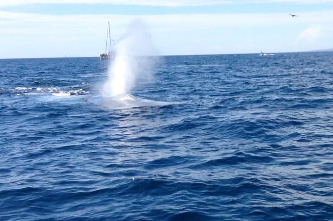 Whale Watching and Fishing Combination Excursions - Meeting Location and Operation Hours