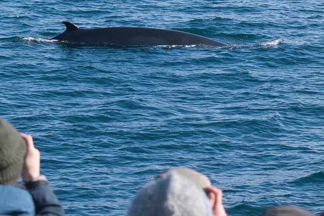 Whale Watching & ATV Adventure From Reykjavik - Inclusions and Exclusions