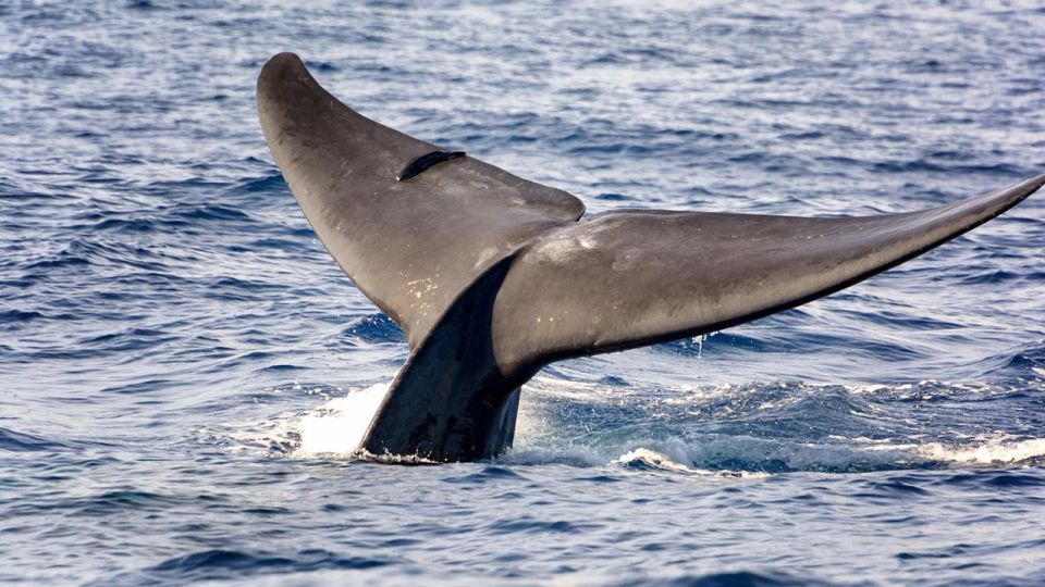 Whale Watching Boat Tour in Trincomalee - Itinerary Details