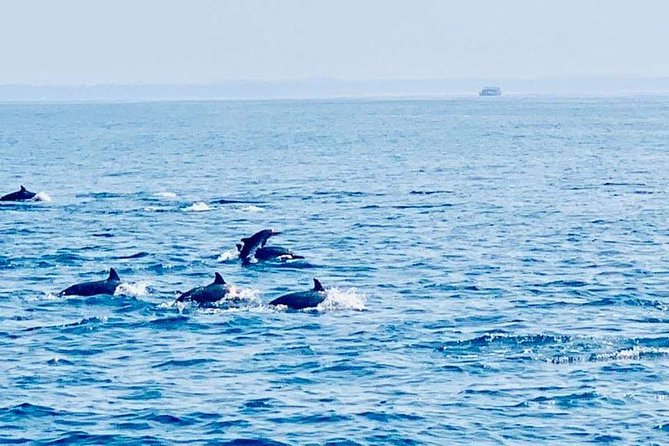 Whale Watching Experience in Mirissa - Whats Included in the Tour