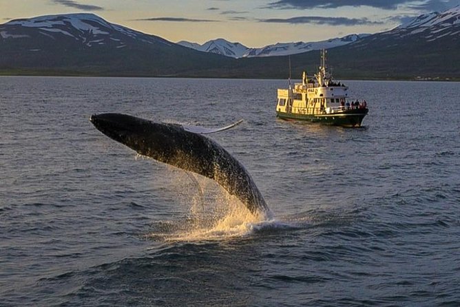 Whale Watching From the Heart of Akureyri - Meeting Point and Arrival Details