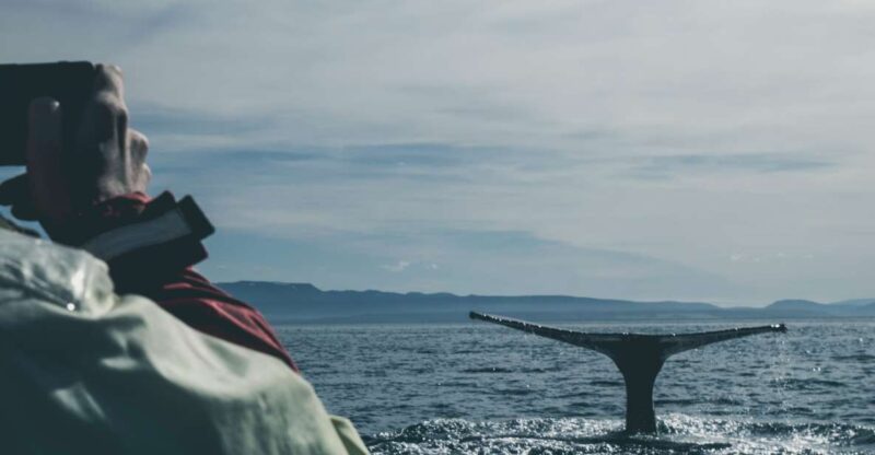 Whale Watching in Kalpitiya - Wildlife Experience