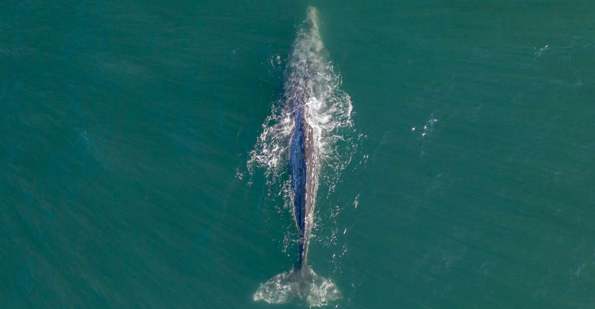 Whale Watching in Mirissa - Target Species