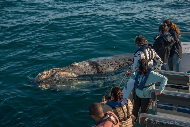 Whale Watching Knysna - Close Encounter Experience Ocean Odyssey - Safety and Comfort Measures