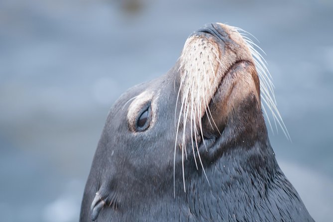 Whale Watching Monterey Bay Semi-Private Limited to 6 People Max - Experienced Operators