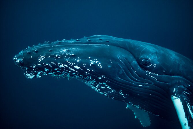 Whale Watching RIB Experience (Without Transfer Tromso-Skjervoy) - Inclusions