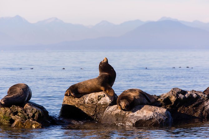 Whale-Watching Tour From Vancouver - Included Amenities