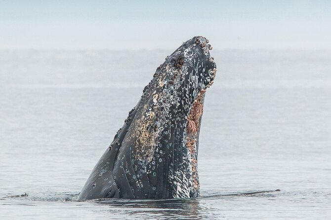 Whale Watching Tour in a Zodiac Boat in Victoria - Wildlife You Might Encounter