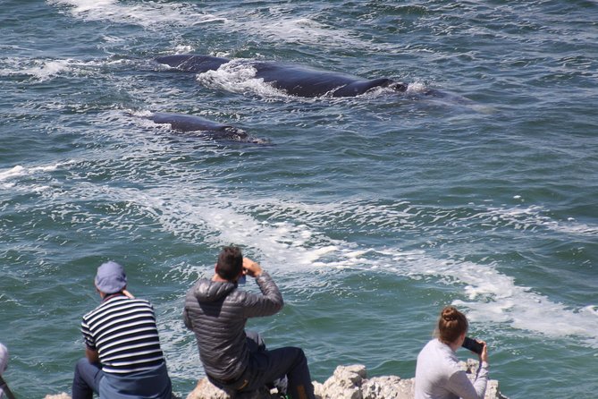 Whale Watching Walking Tours (Land-Based) - From JUNE - Detailed Itinerary