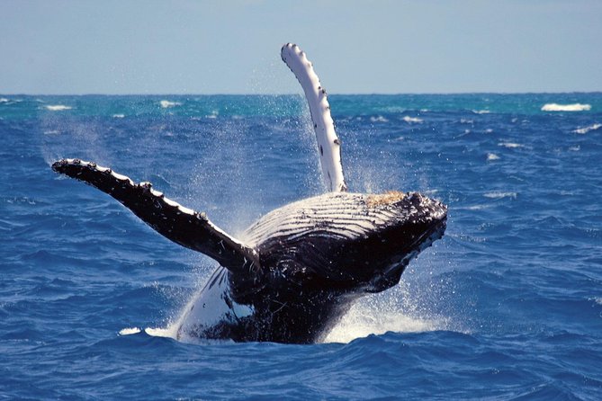 Whales and Dolphins Watching Mirissa - Marine Life to Spot