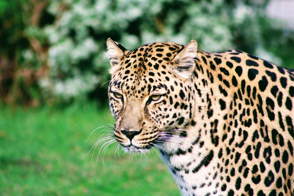 Wild Cat Experience 1-Hour Tour - Price and Duration