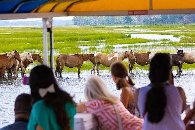 Wild Pony Watching Boat Tour From Chincoteague to Assateague - Wildlife Viewing Experience