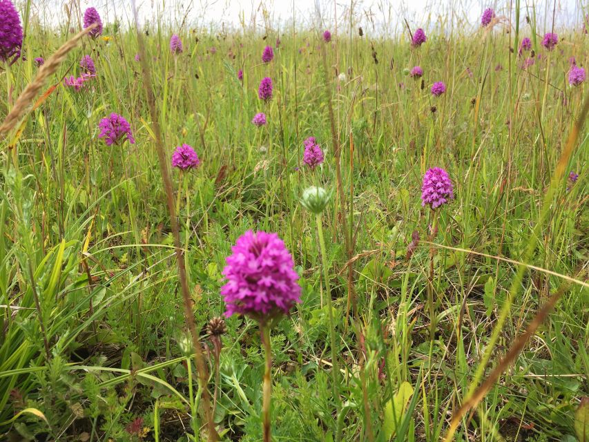 Wilder Skies - Somerset Nature Tours - Highlights and Experience