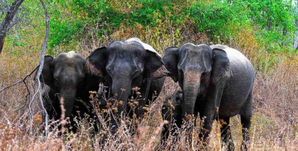 Wildlife and Adventure Expedition Across Sri Lanka in 8 Days - Itinerary Highlights