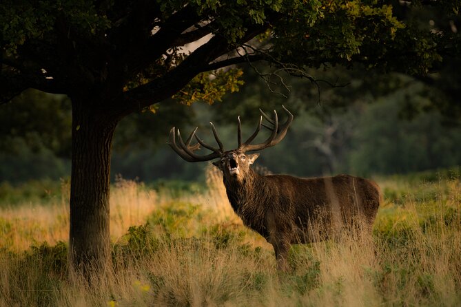 Wildlife Photography Workshop in Richmond Park in London - Location and Meeting Details