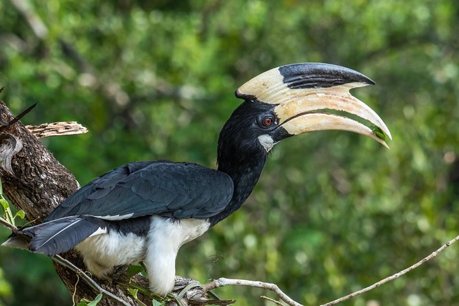 Wilpattu National Park Jeep Safari From Wilpattu - Safari Experience Highlights