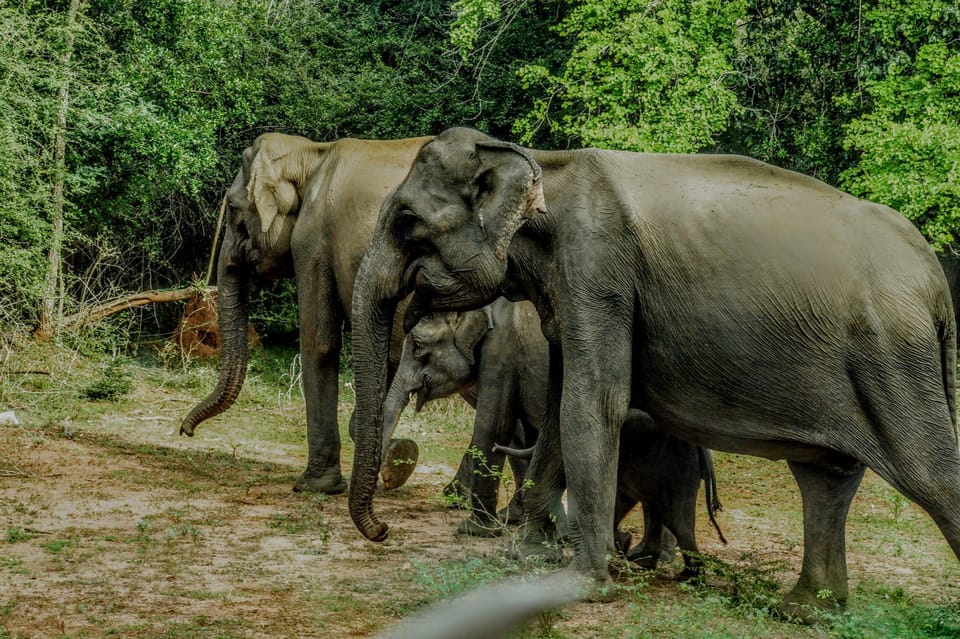 Wilpattu National Park: Morning Afternoon Safari (5h) - Safari Pricing