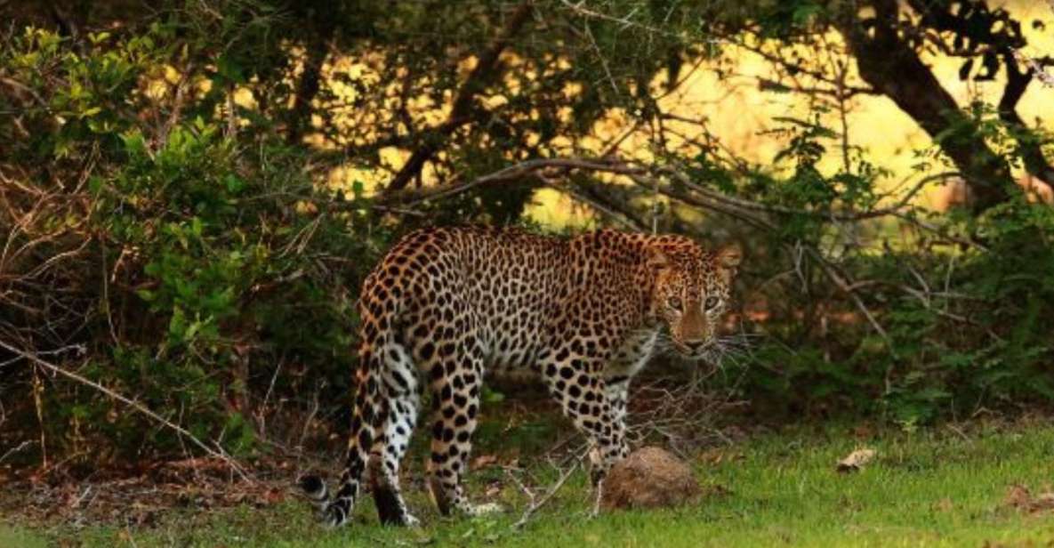 Wilpattu National Park: Morning or Evening Leopard Safari - Booking and Payment