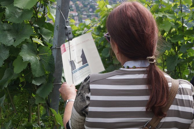 Wine Rally in Würzburg With Tasting - Tour Schedule and Timing