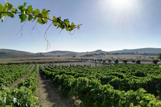 Wine Tourism Half Day Tour - Meeting Information
