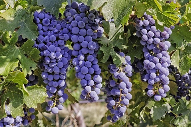 Wines Tasting and Typical Breakfast Small Group Tour From Girona - Tour Activities