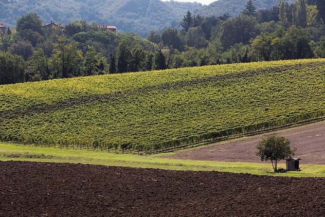 Winetour and Tasting on Bologna Hills, Guided by the Wine Grower - Booking Details