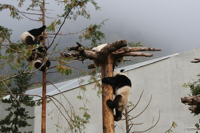Wolong Panda Base Volunteering Program From Chengdu - Meeting and Pickup Information